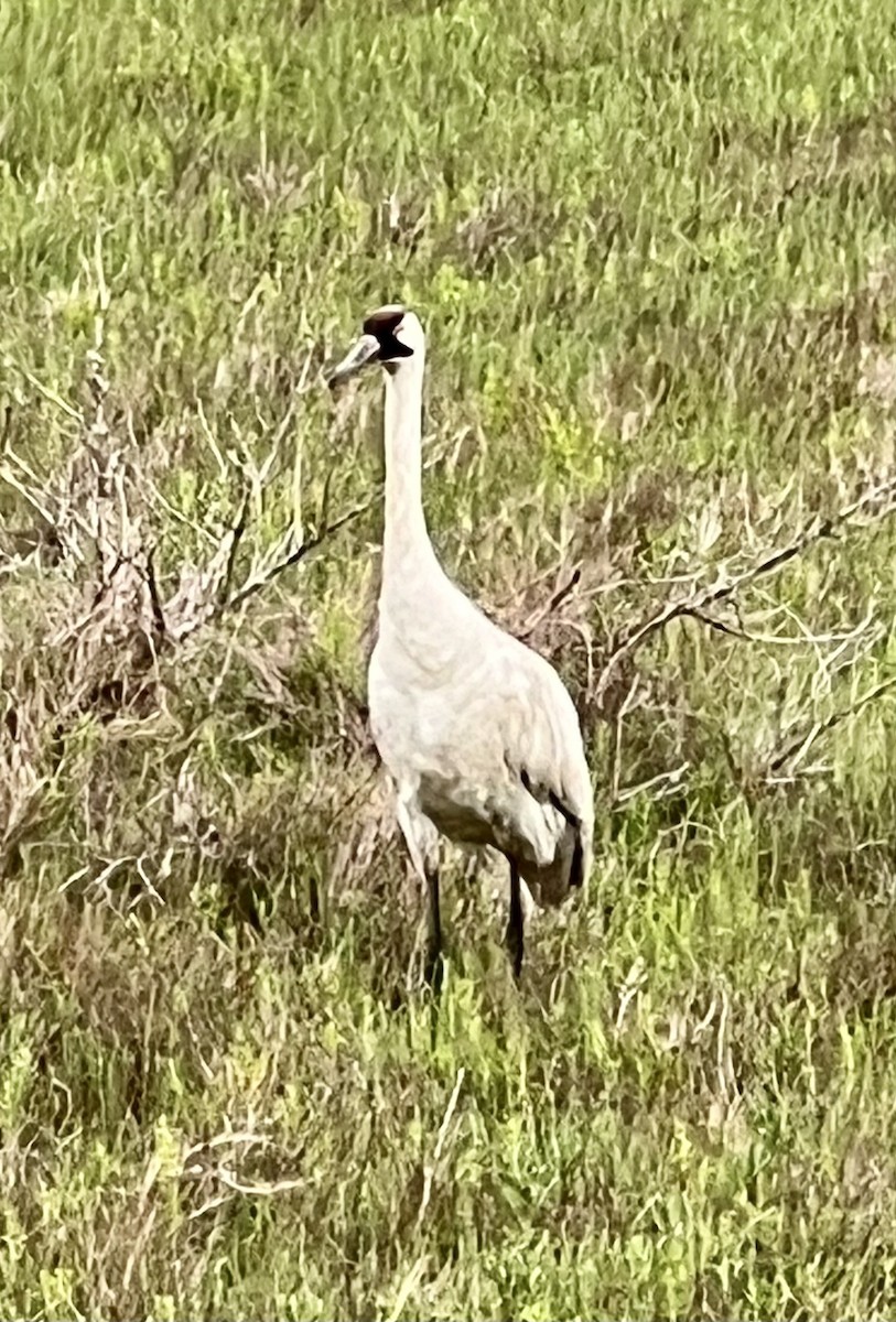 Whooping Crane - ML566419611