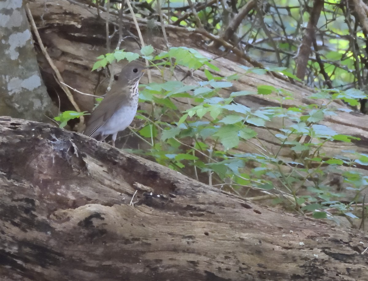 Gray-cheeked Thrush - ML566419661