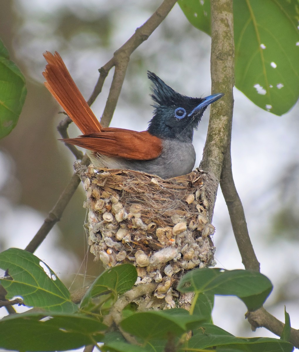 Indian Paradise-Flycatcher - ML566420631