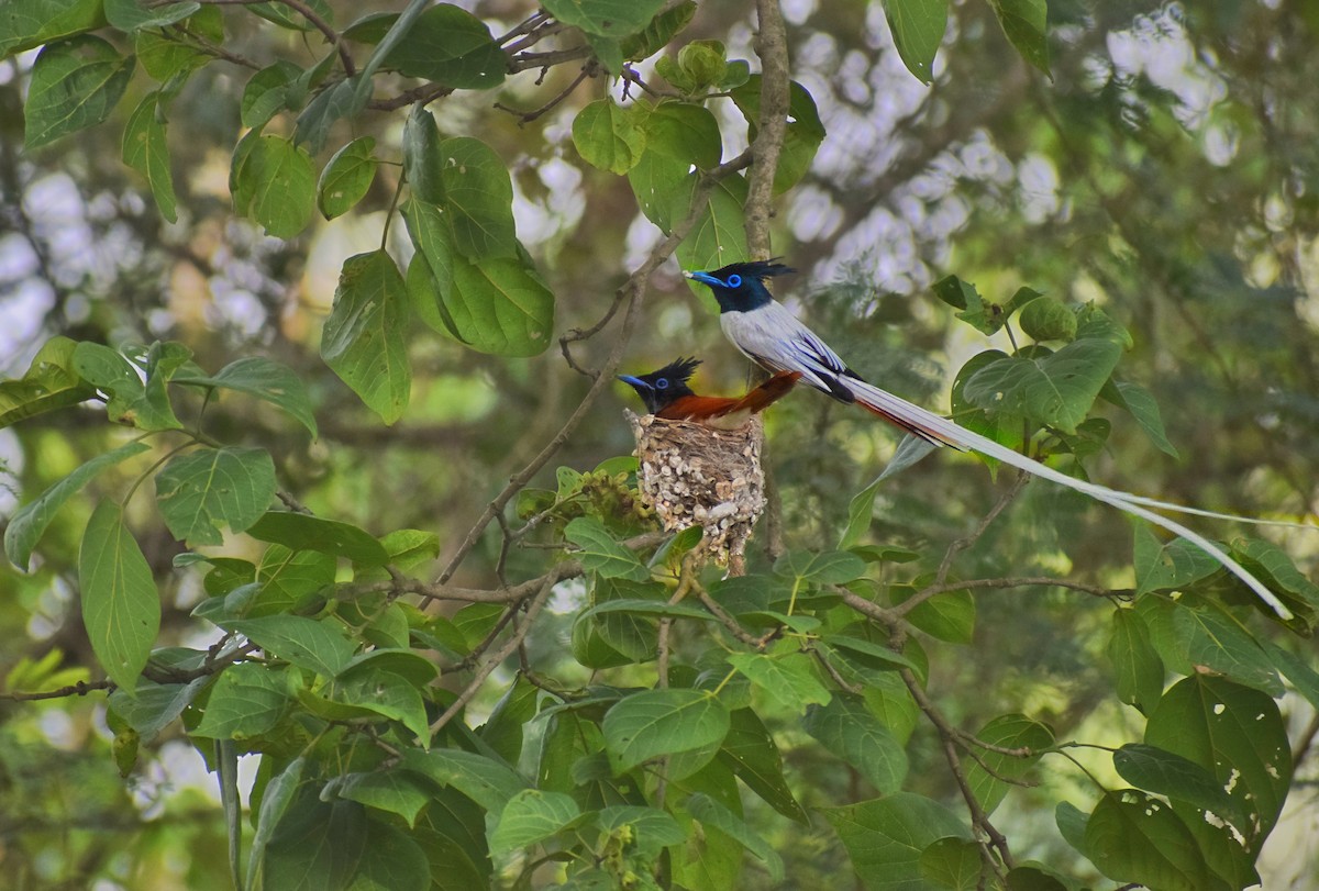 Indian Paradise-Flycatcher - ML566420651