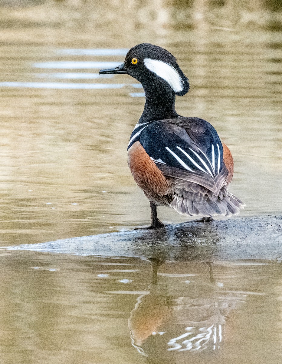 Hooded Merganser - Claude Garand