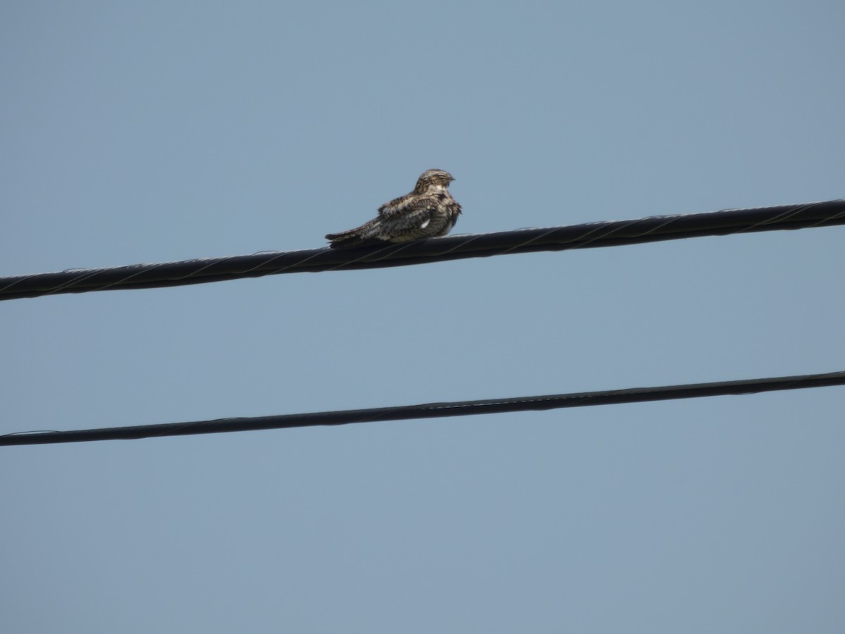 Common Nighthawk - Leslie Lieurance