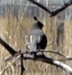 California Quail - ML566421491