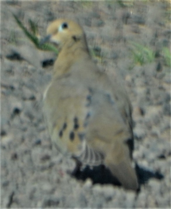 Mourning Dove - ML566421761