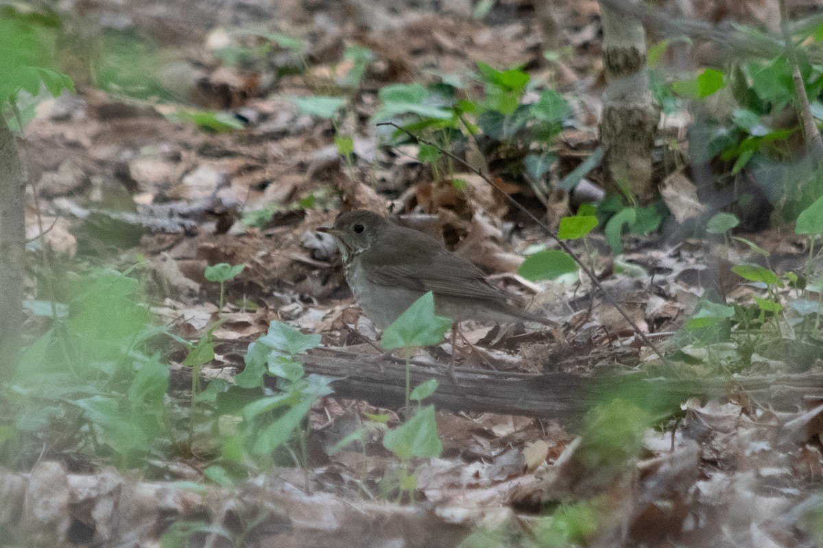 Gray-cheeked Thrush - ML566422111