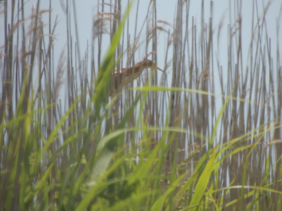 Least Bittern - Leslie Lieurance