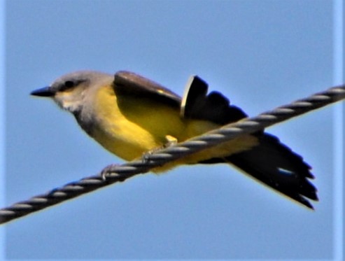 Western Kingbird - ML566422251