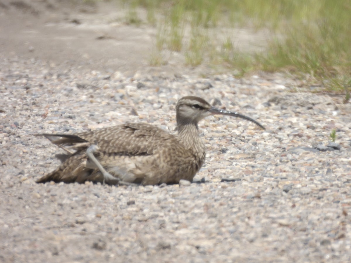 Whimbrel - Leslie Lieurance