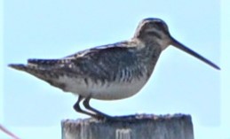 Wilson's Snipe - ML566422721