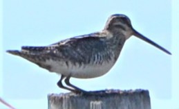 Wilson's Snipe - ML566422721