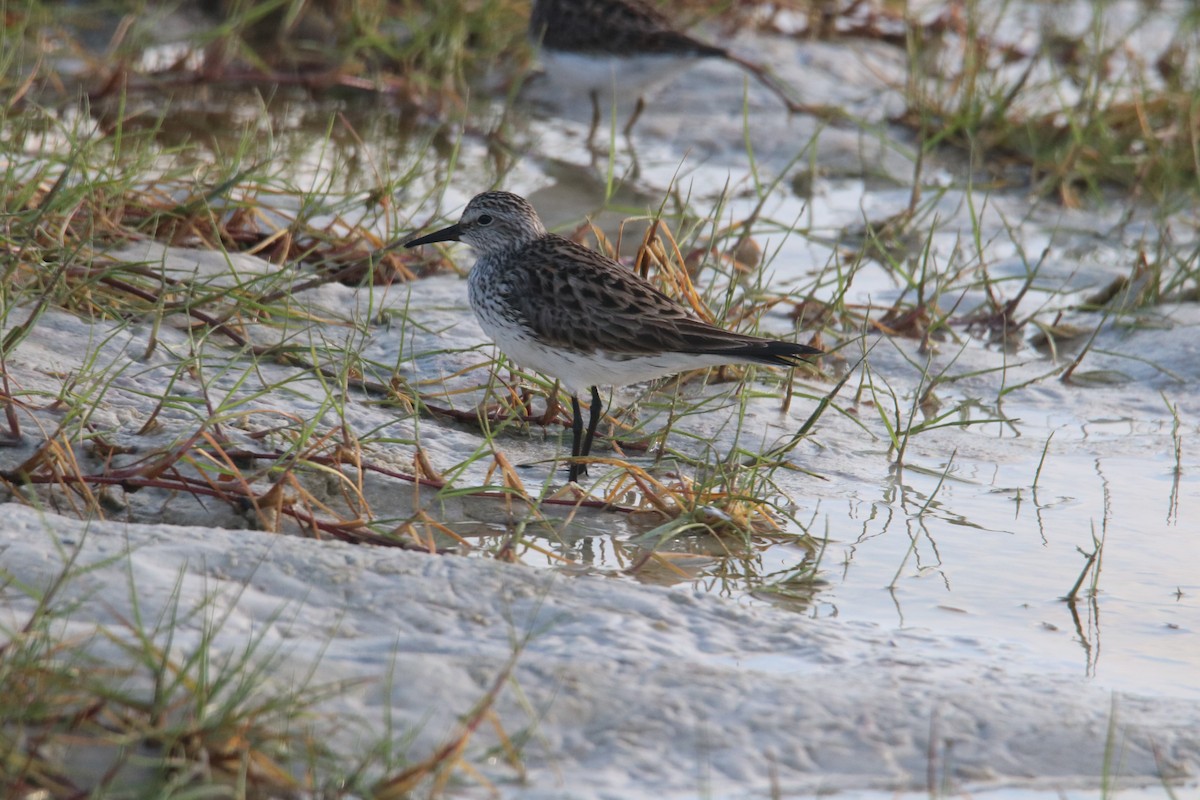 White-rumped Sandpiper - ML566422881