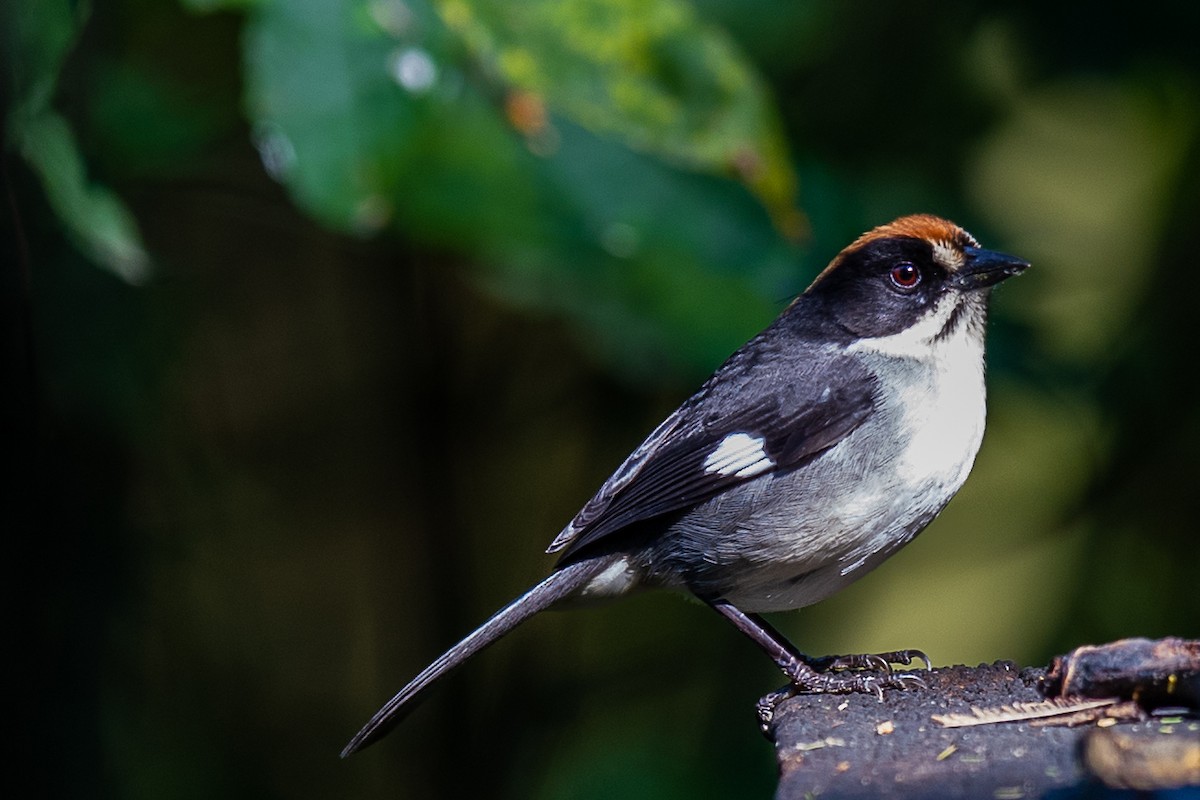 Заросляк малий (підвид leucopterus/dresseri) - ML566423081