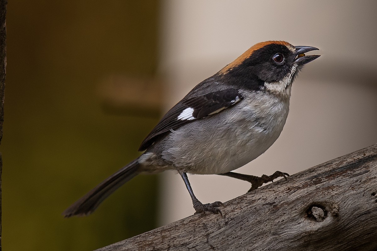 White-winged Brushfinch (White-winged) - ML566423091