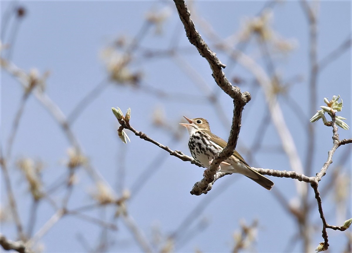 カマドムシクイ - ML566423651