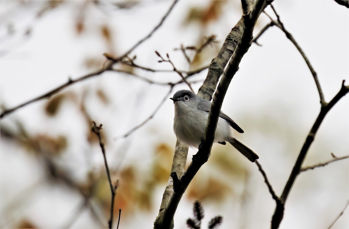 Blue-gray Gnatcatcher - ML566423881