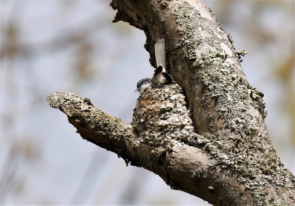 Blue-gray Gnatcatcher - James Sherwonit