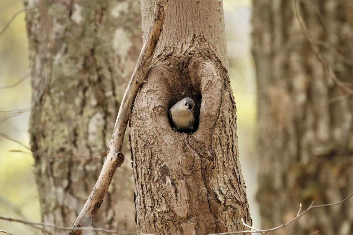 Tufted Titmouse - ML566424131