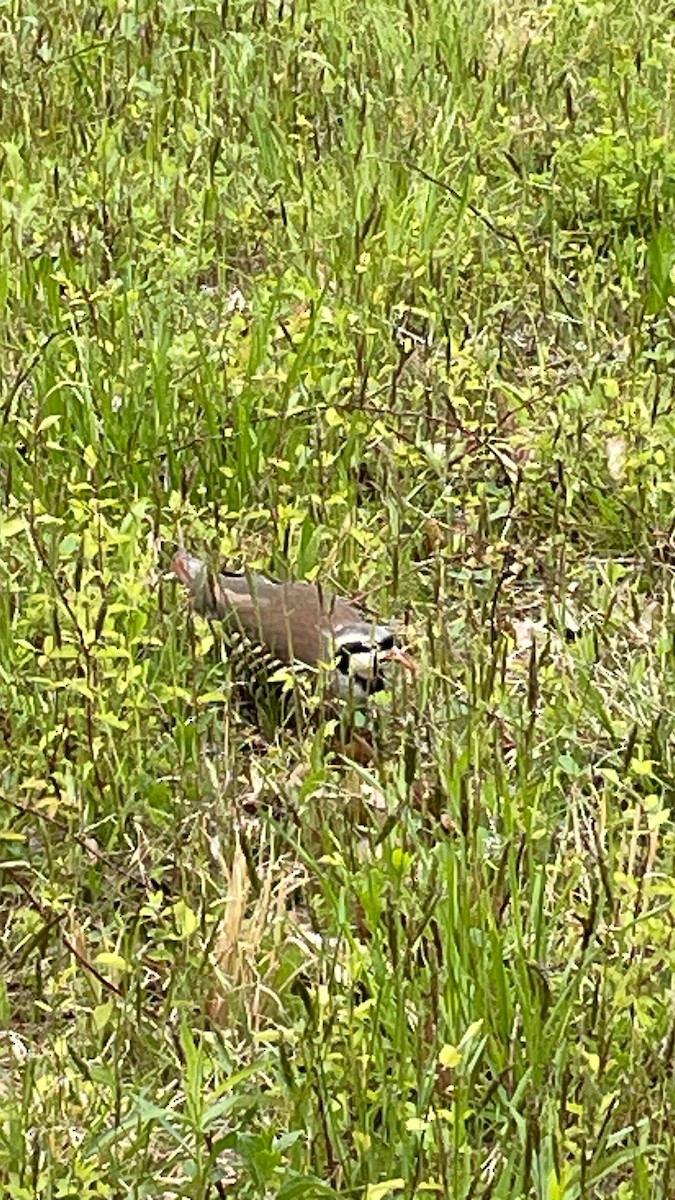 Chukar - ML566425301