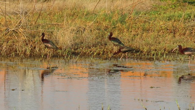 Glossy Ibis - ML566425501