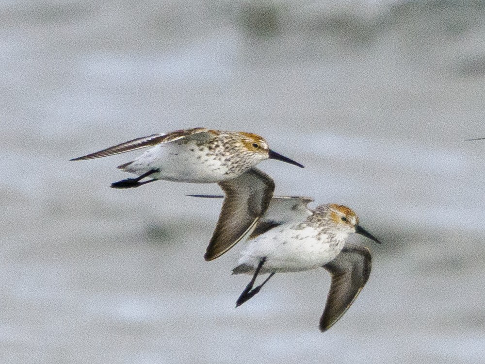 Western Sandpiper - ML566427121