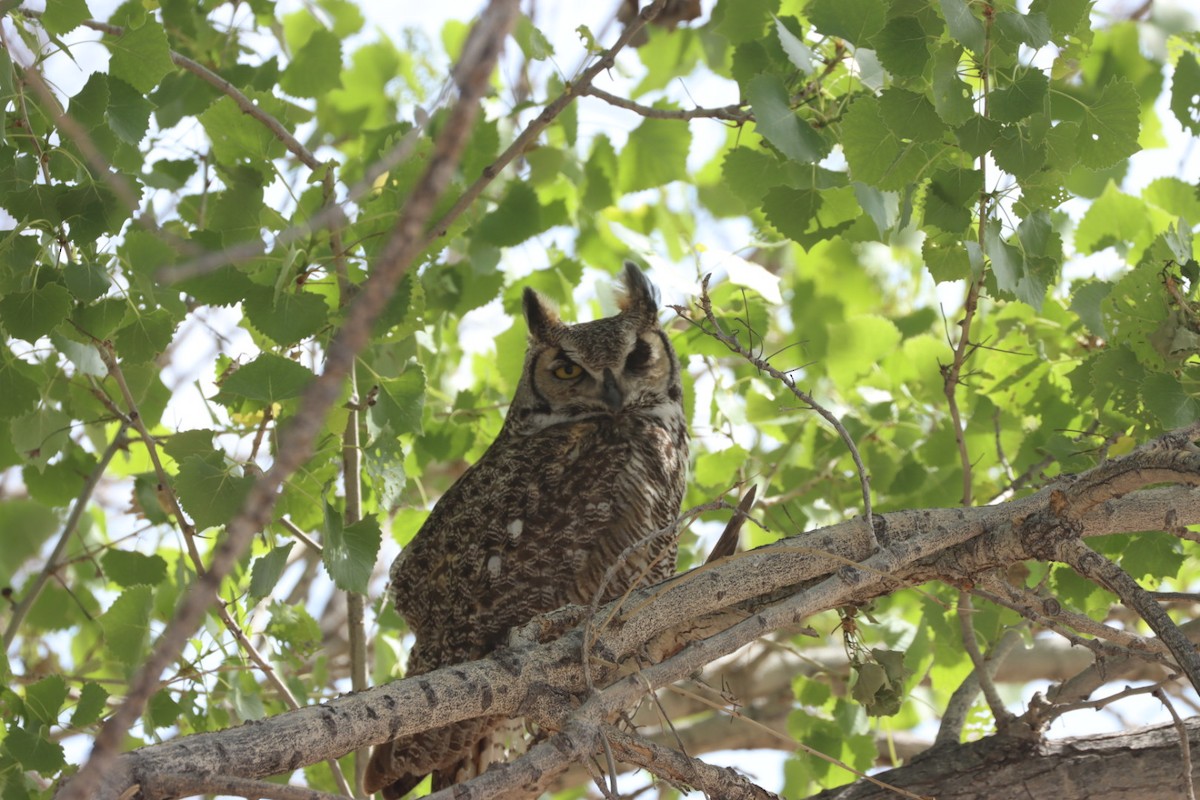 Great Horned Owl - ML566427741