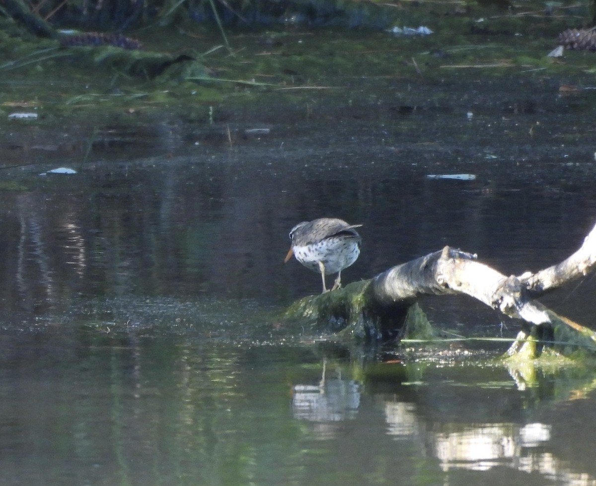 Spotted Sandpiper - ML566431981