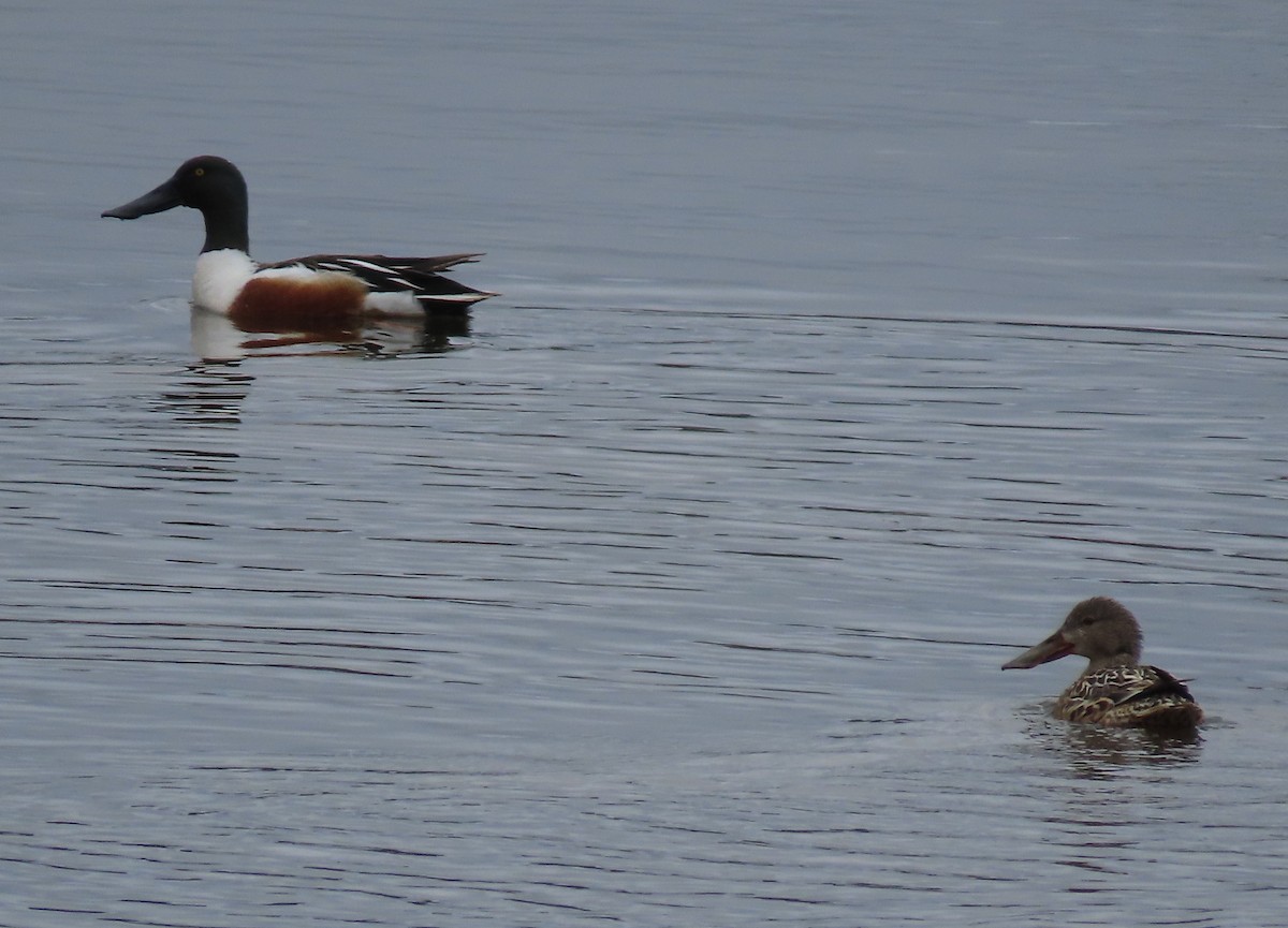 Northern Shoveler - ML566432031