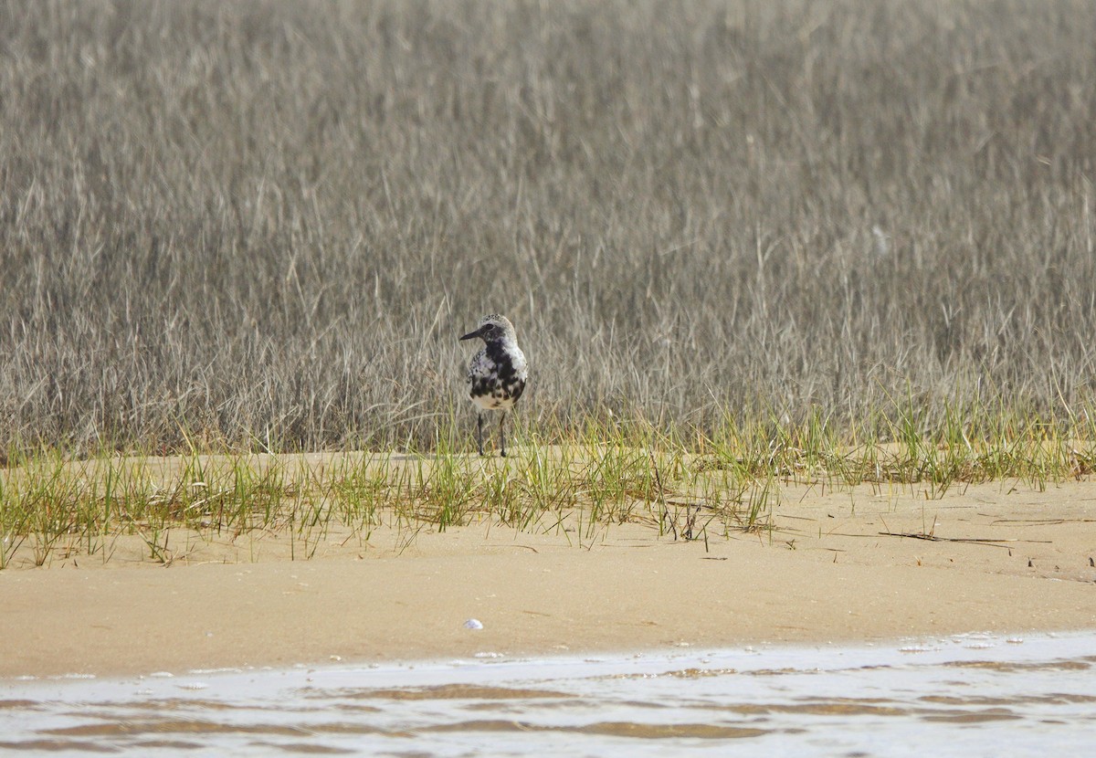 Black-bellied Plover - ML566432581