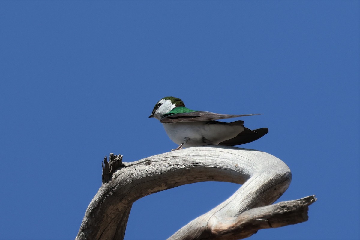 Violet-green Swallow - ML566433381