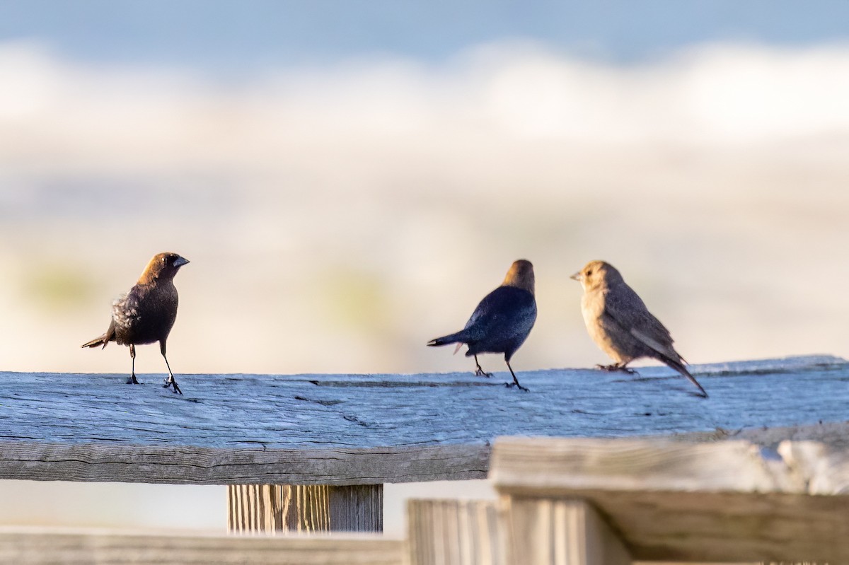 Brown-headed Cowbird - ML566434401