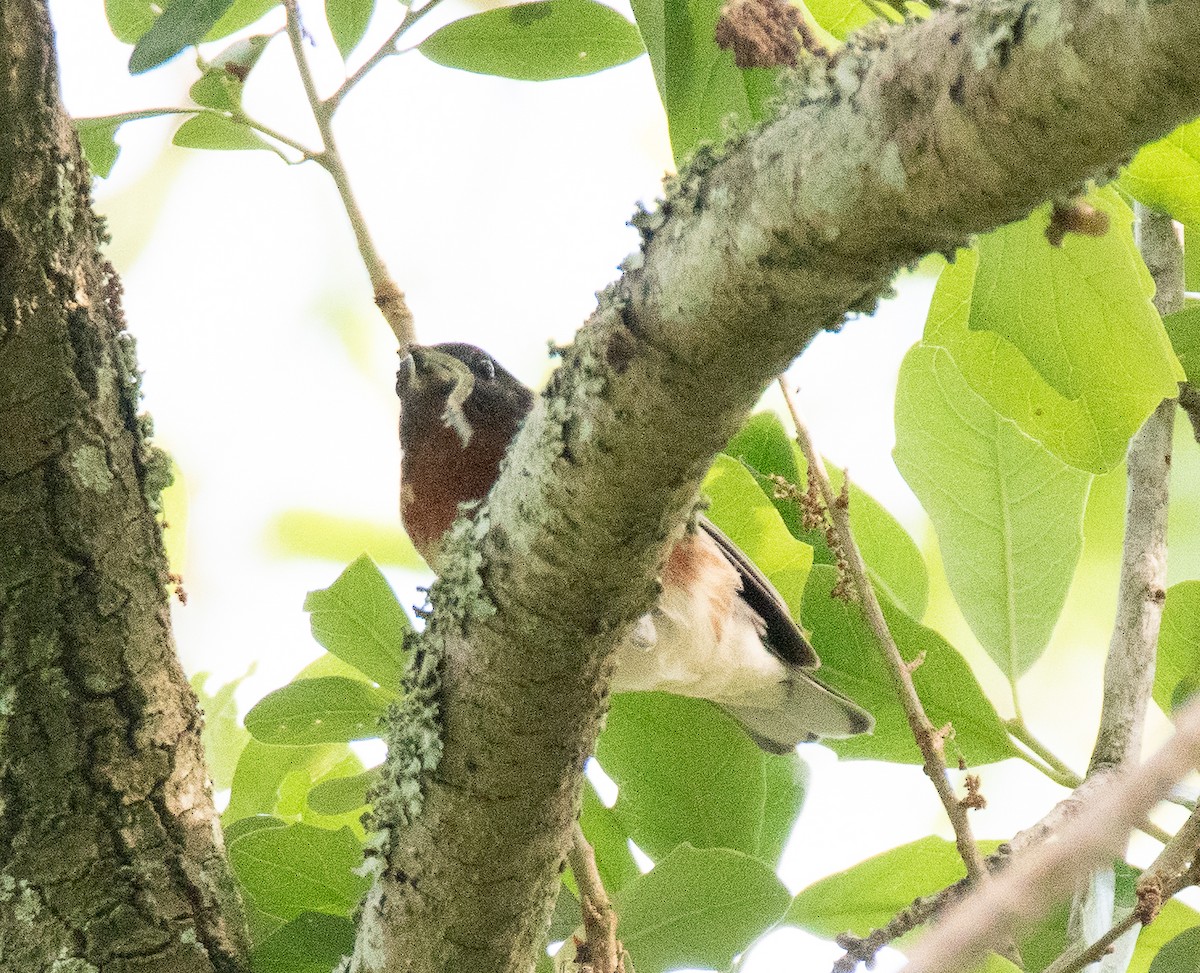 Bay-breasted Warbler - ML566434761