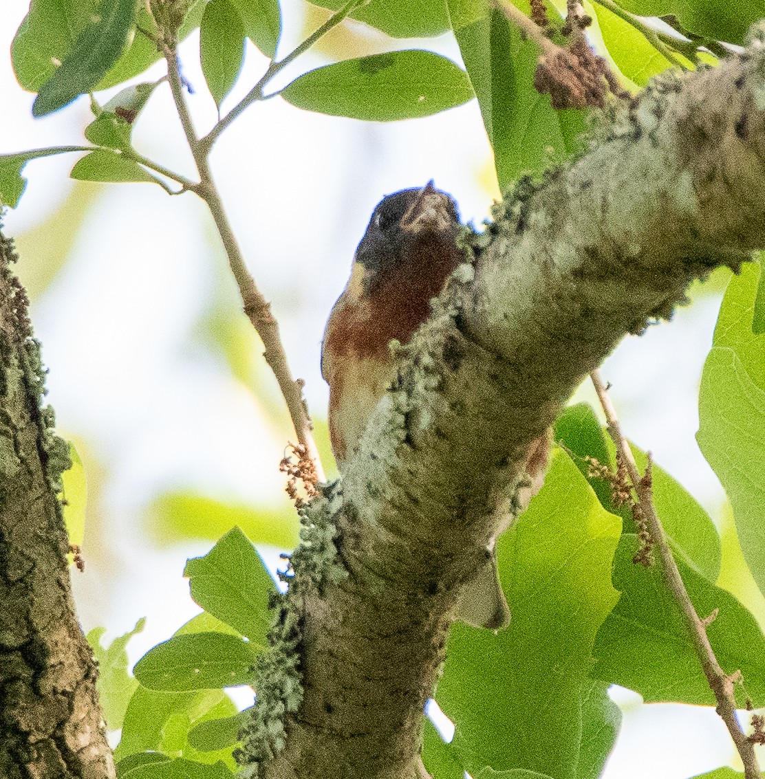 Bay-breasted Warbler - Tu Wren