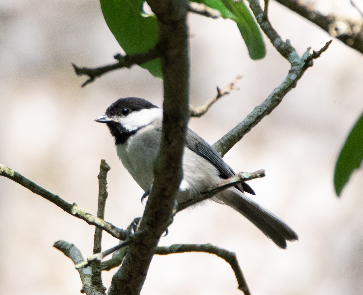 Carolina Chickadee - ML566435151