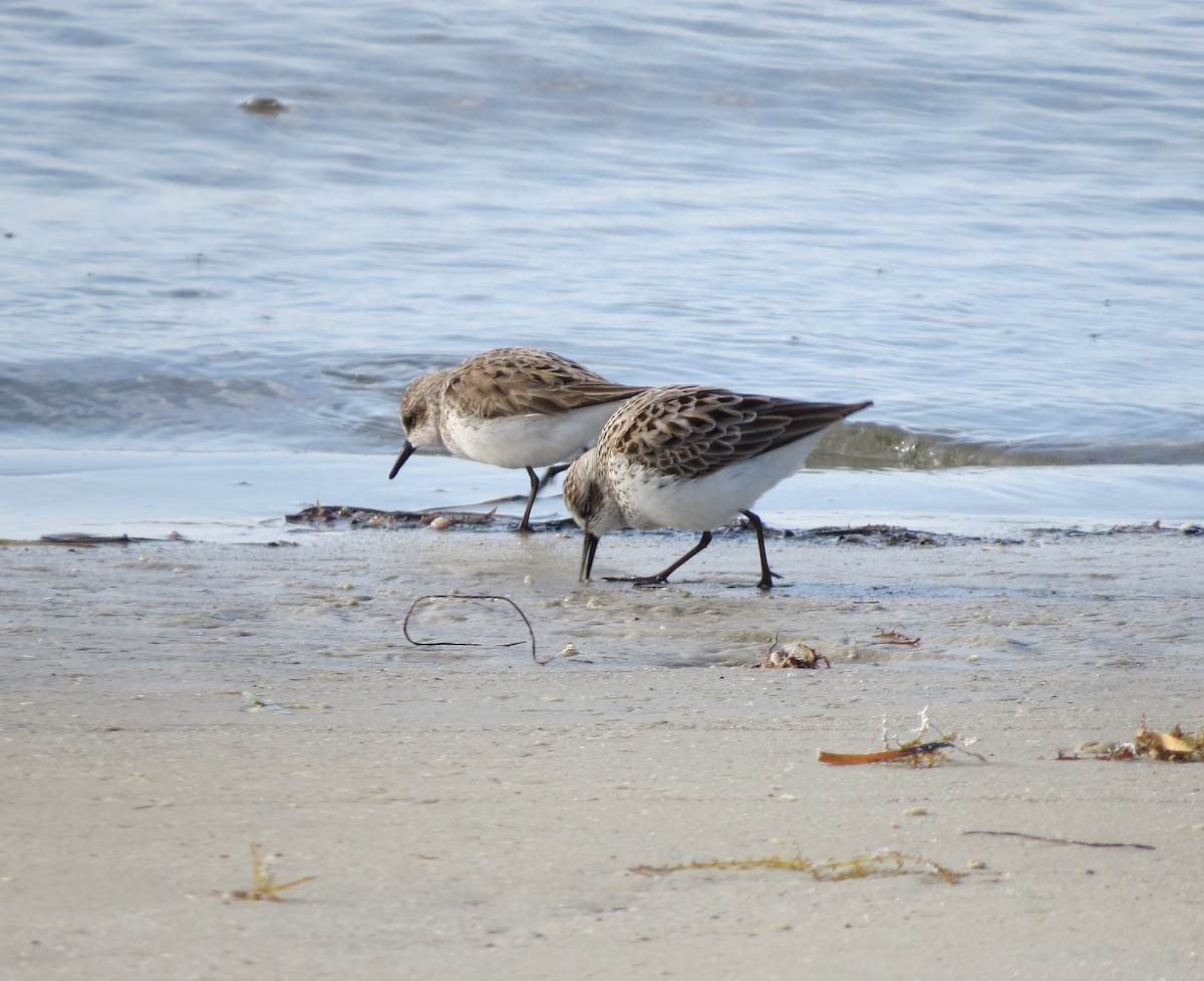 Semipalmated Sandpiper - ML566435721