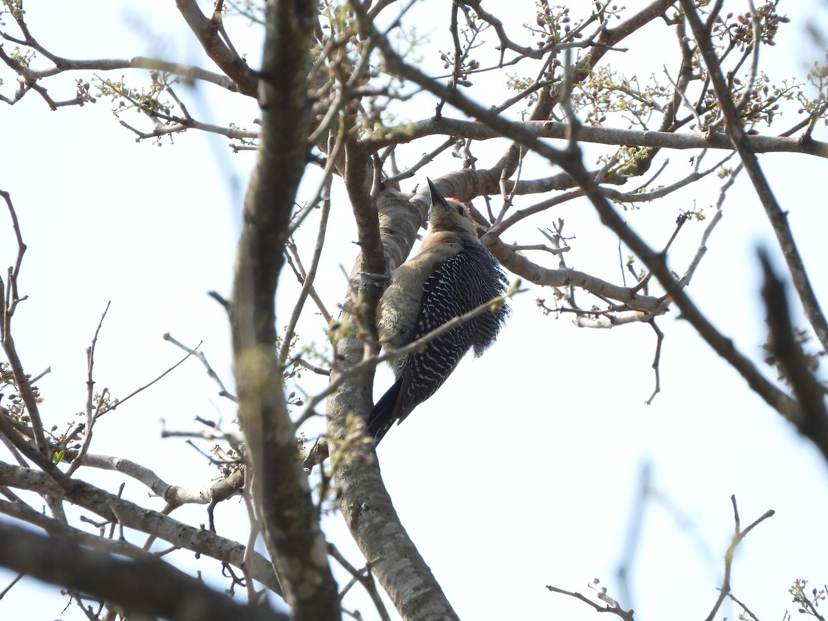 Golden-fronted Woodpecker - ML566435871