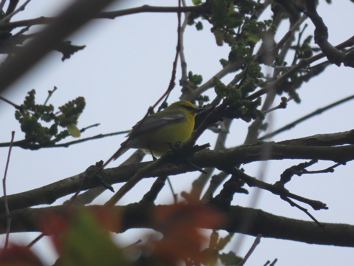 Blue-winged Warbler - ML566436871