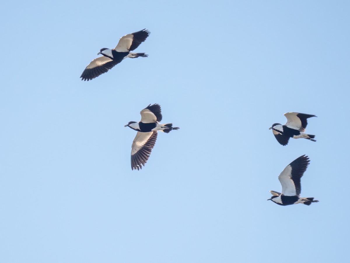 Spur-winged Lapwing - ML566437121