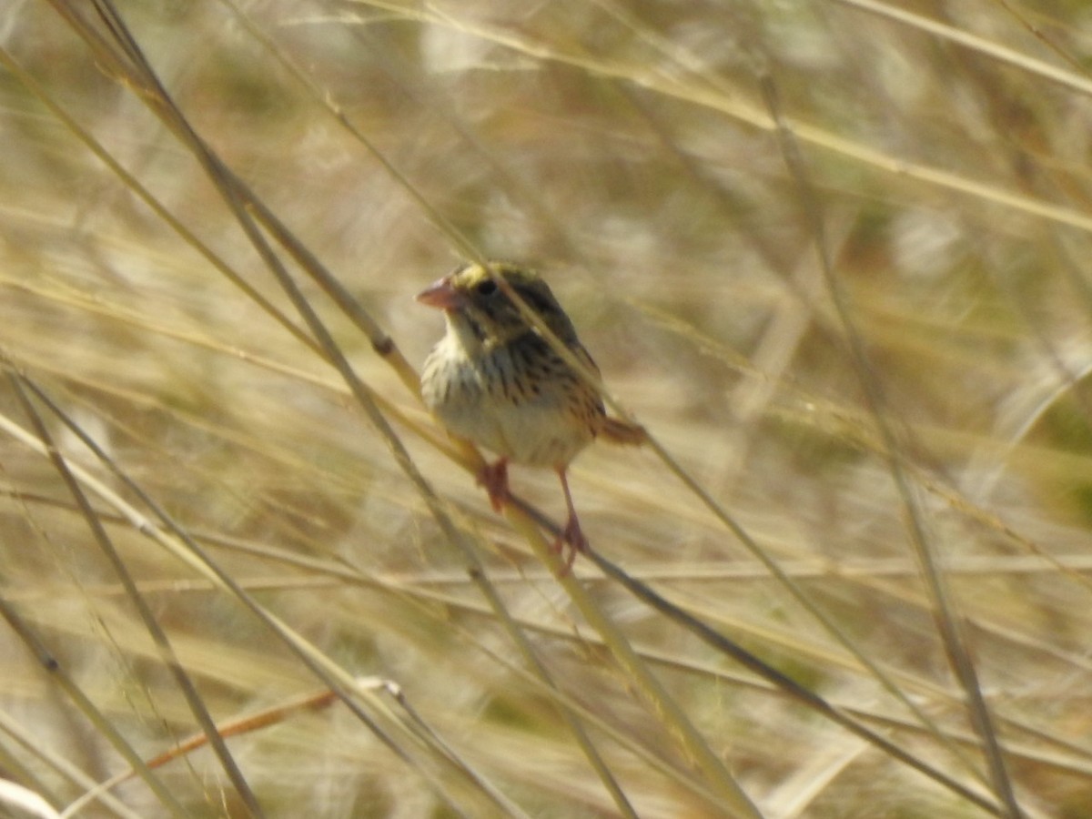 Henslowammer - ML566437921