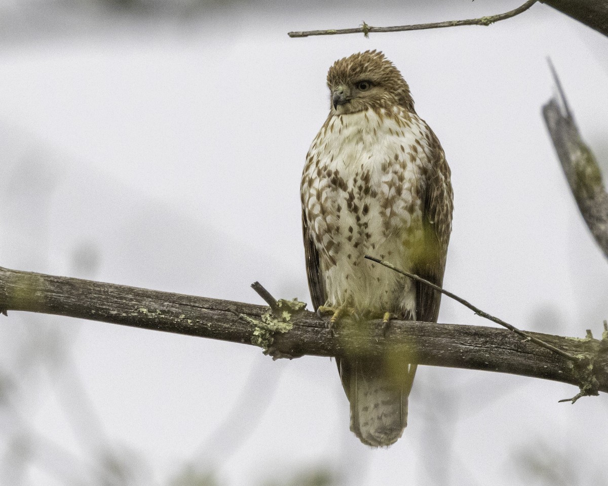 Red-tailed Hawk - ML566438281