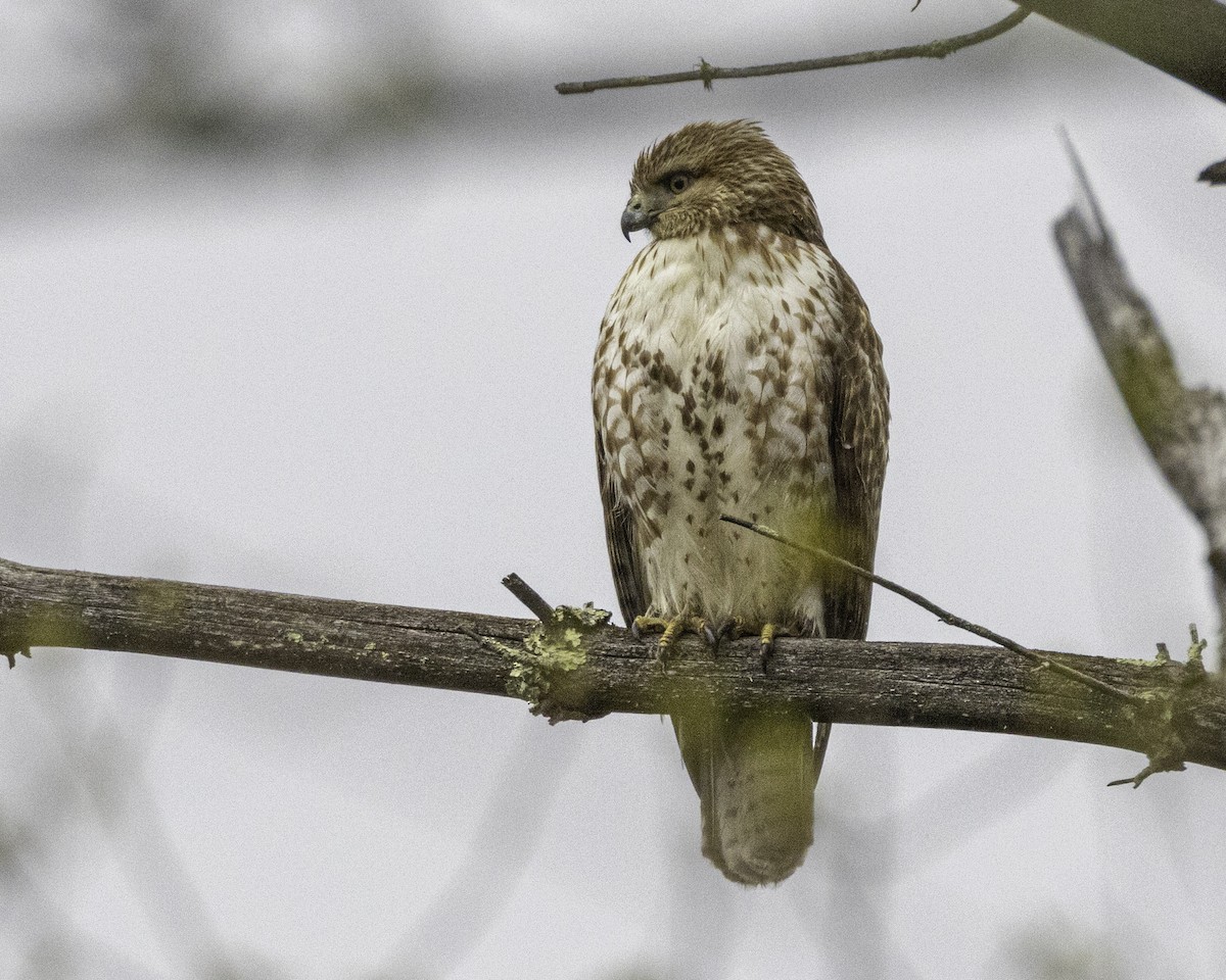 Red-tailed Hawk - ML566438291