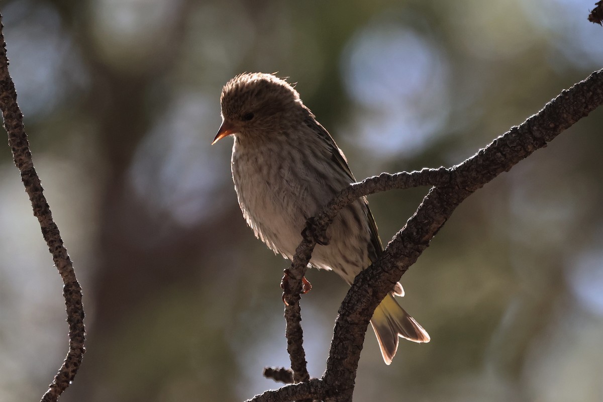 Pine Siskin - ML566438321