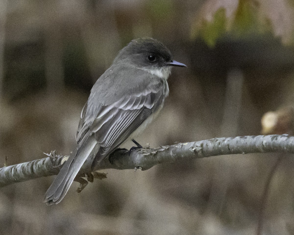 Eastern Phoebe - ML566438421