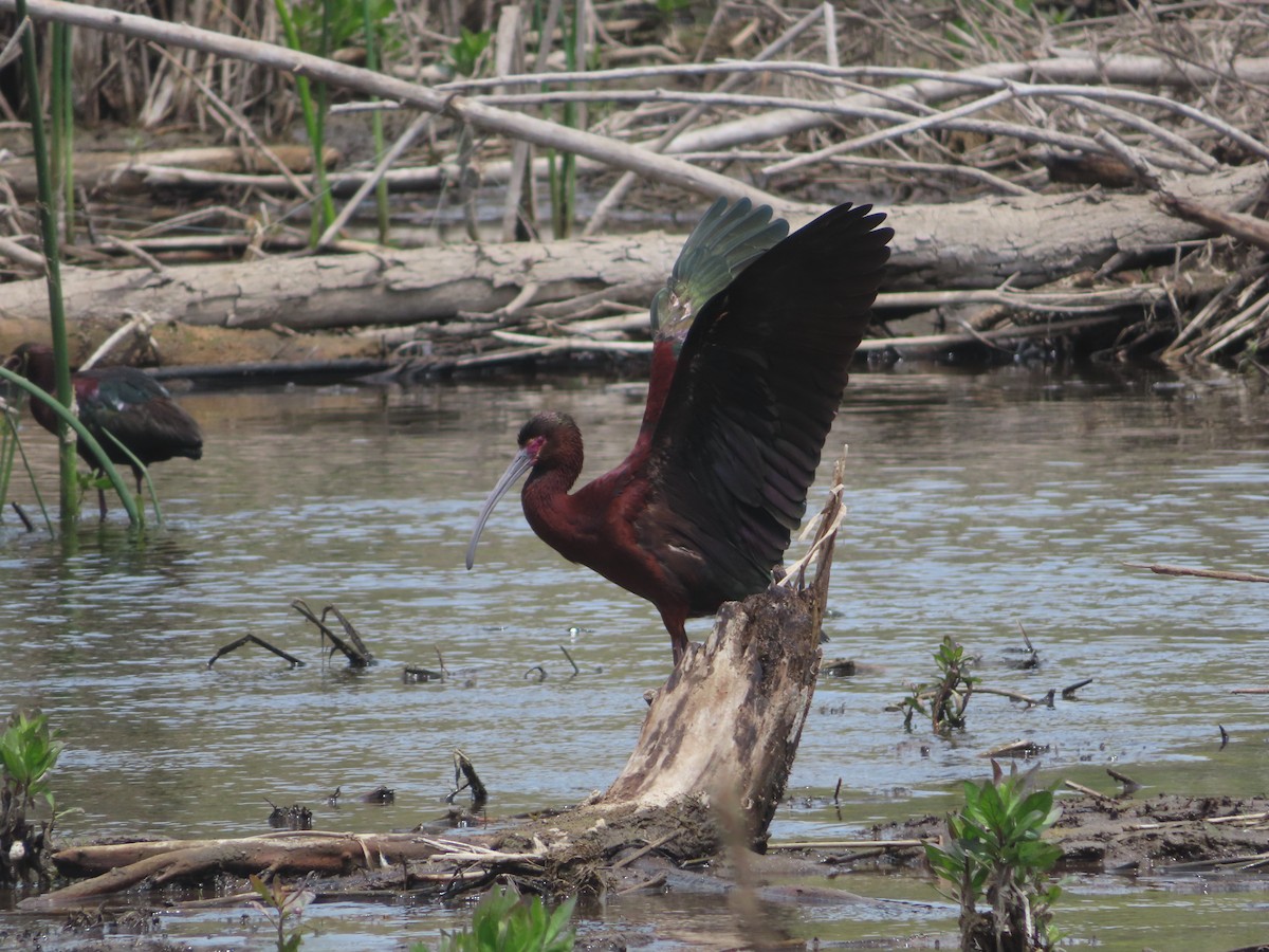 White-faced Ibis - ML566438441