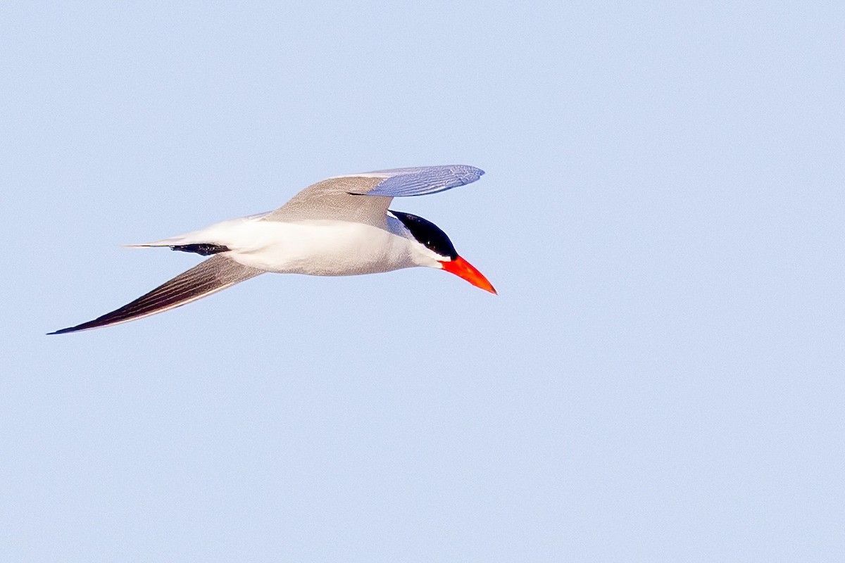 Caspian Tern - ML566440331