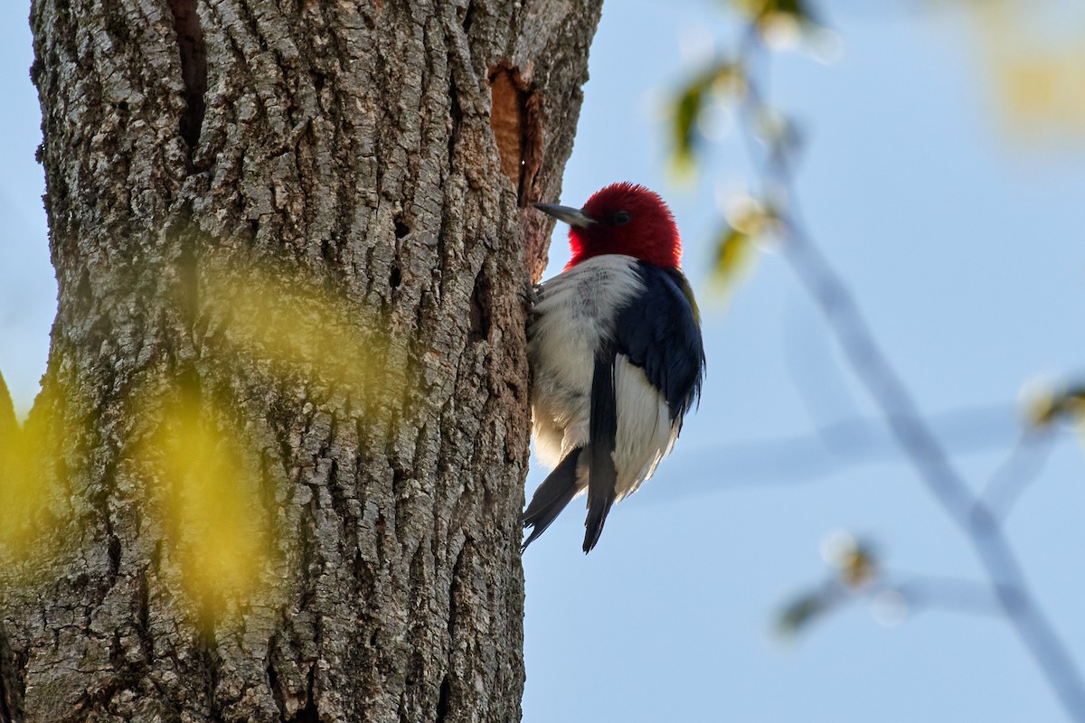 Red-headed Woodpecker - ML566440341