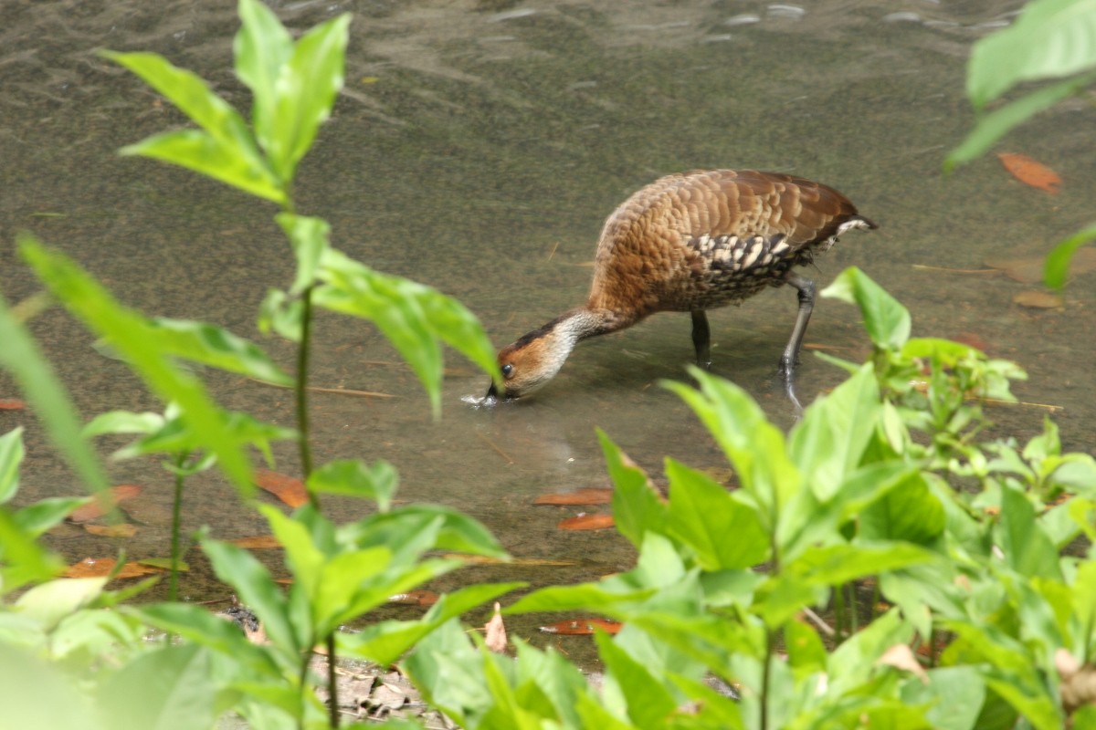 ハシグロリュウキュウガモ - ML56644171