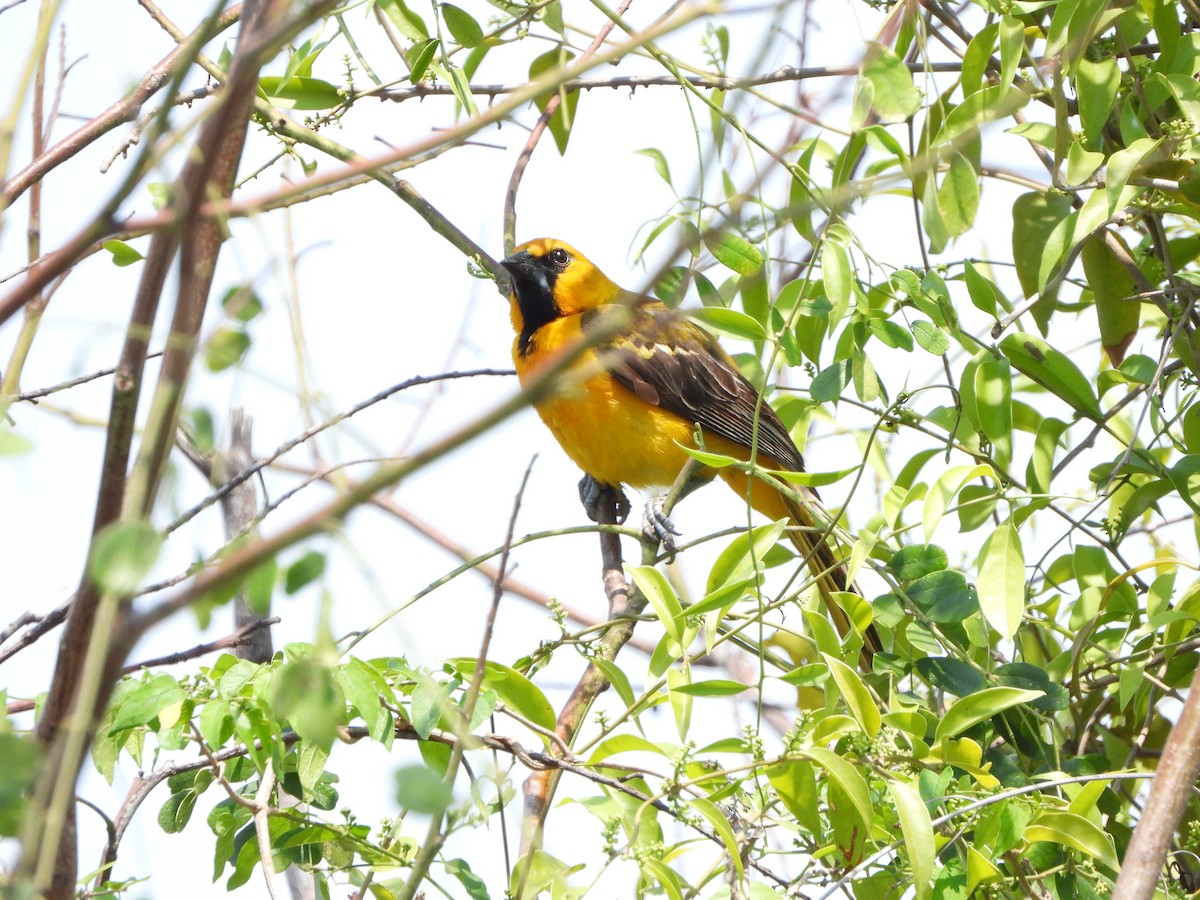 Oriole à gros bec - ML566441961