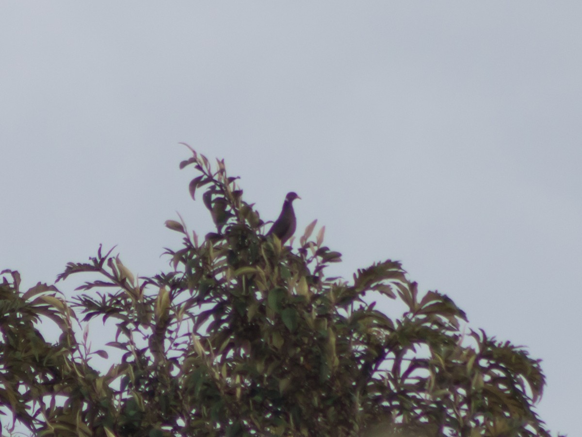 Band-tailed Pigeon - ML566442621