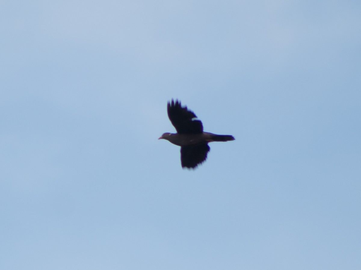 Band-tailed Pigeon - ML566442641