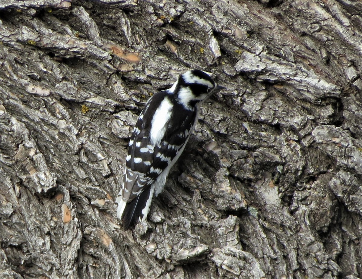 Downy Woodpecker - Mark Gorges